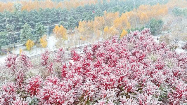 黑龙江绥化:初雪染城 五色交织引市民打卡赏景
