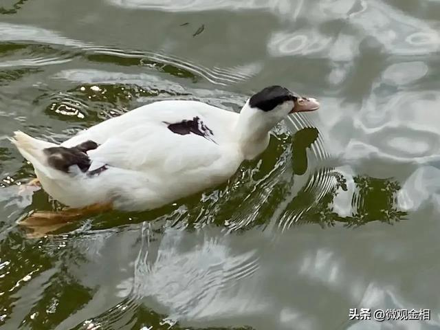 一年四季都可以去打卡的城市绿州麓湖