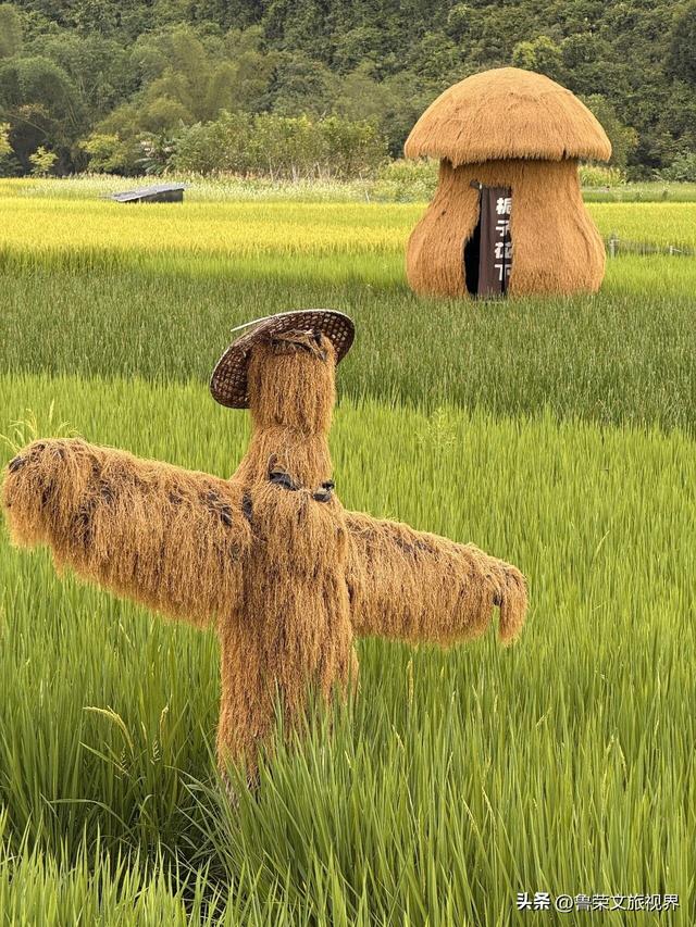 阳朔寻踪：在“栀子花下”，与稻田共赴一场蓝天白云的约会