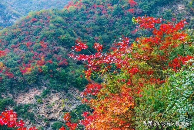 醉美文县：秋色斑斓大岭梁