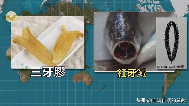 80头花胶多少钱一斤 2026年80头花胶什么意思