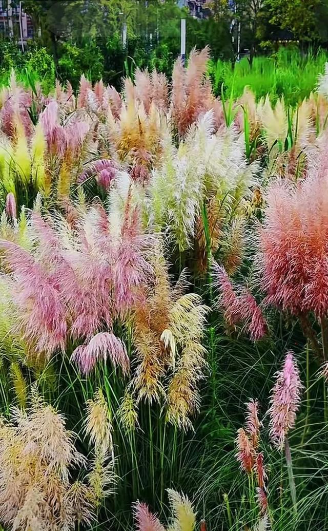 昆明芦苇拍摄秘境TOP1！居然不是草海隧道公园？