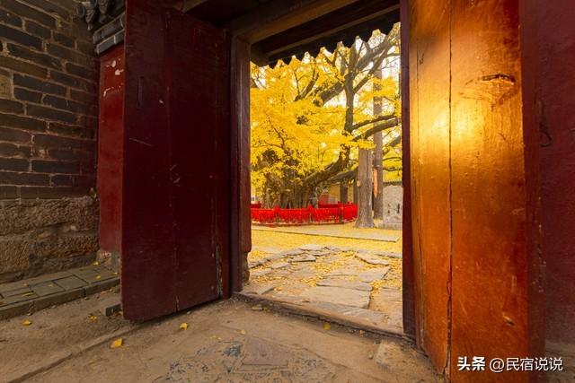 十大银杏观赏地之一的山东浮来山真的黄了！