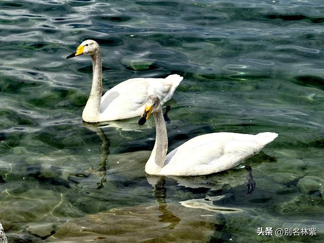 自驾新疆，赛里木湖半日游，环湖游注意事项，可当攻略（5）