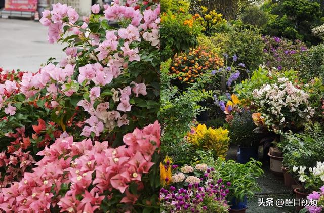 秋日顺德：花海绽放，感受岭南文化精致小城魅力