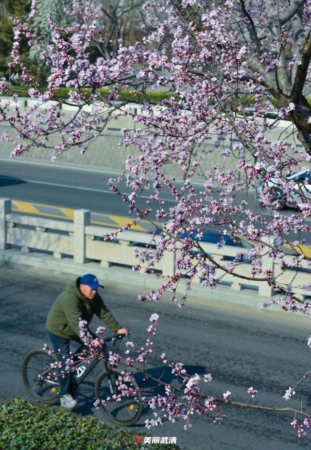 快看,火车开进“花海”了!就在天津这里→