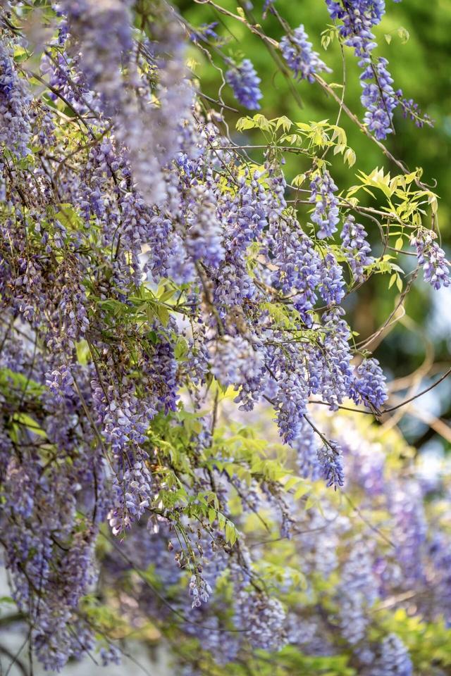 杭州春日“绝绝紫”瀑布已上线！