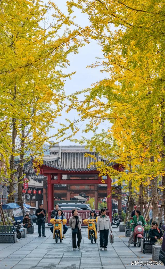 临邛古城银杏季,从浅黄到满树的鎏金,阳光温柔绵长