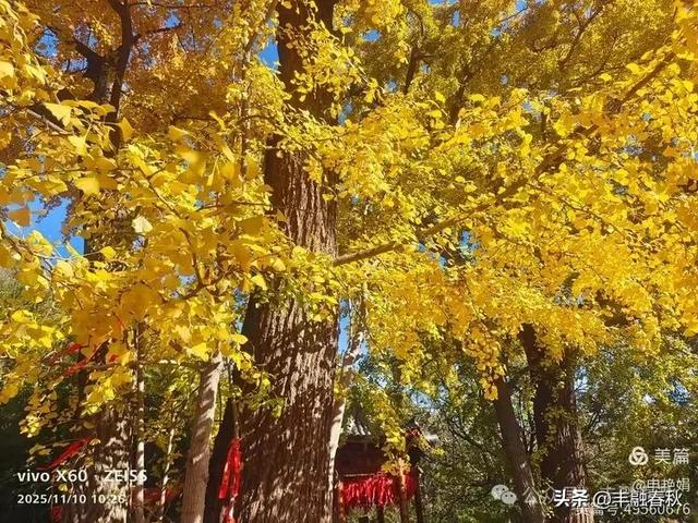 青岛崂山华严寺：山海间的禅意清响｜申艳娟