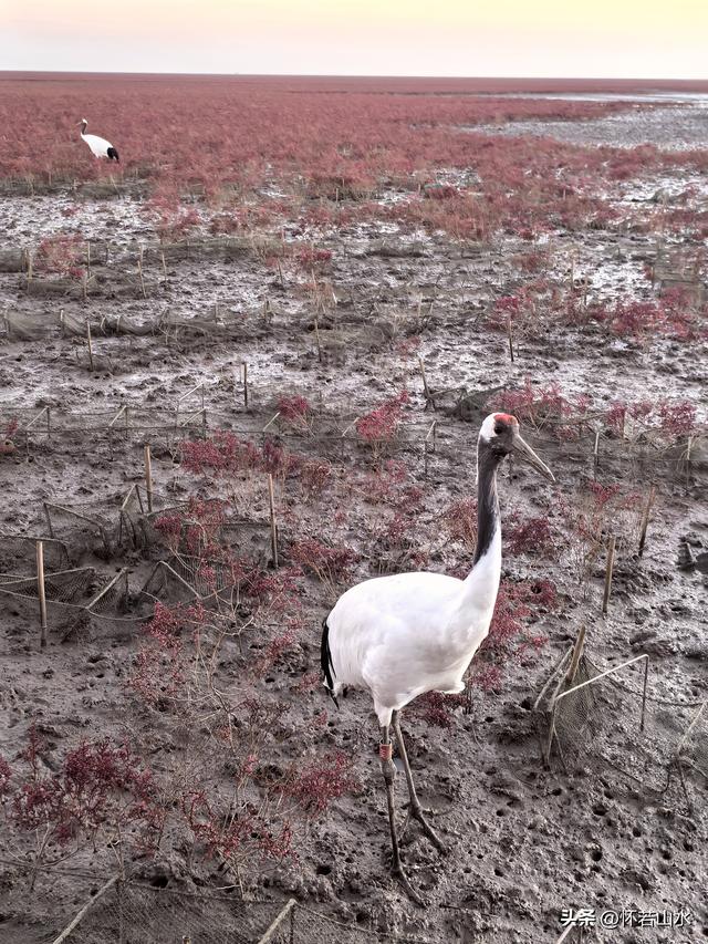 2025辽宁赏秋之旅日记(5)——从本溪前往盘锦 游览红海滩景观