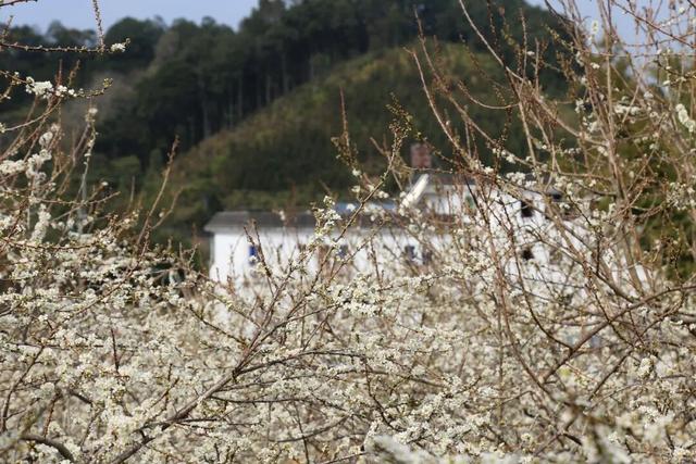 雪白冬日氛围感拉满！从化桂峰、莲麻李花节上线，吃喝玩乐一站畅玩
