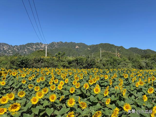 🌻【昌平区溜石港村高山梯田向日葵花海旅游攻略】🌻