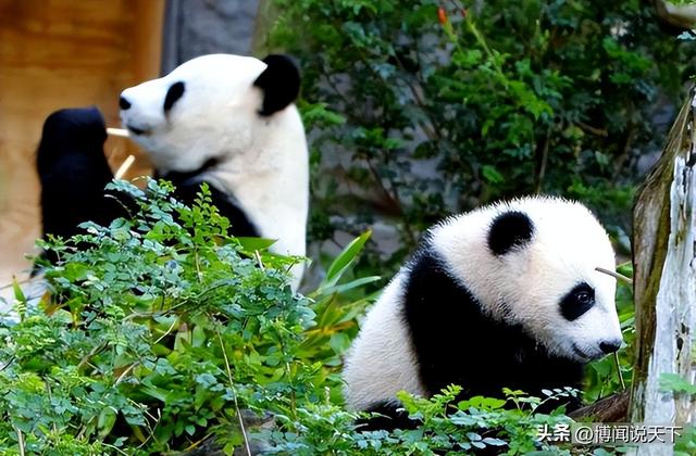 没有回旋余地，中国下令直接收回，17万日本人泪奔	，高市闯祸了！