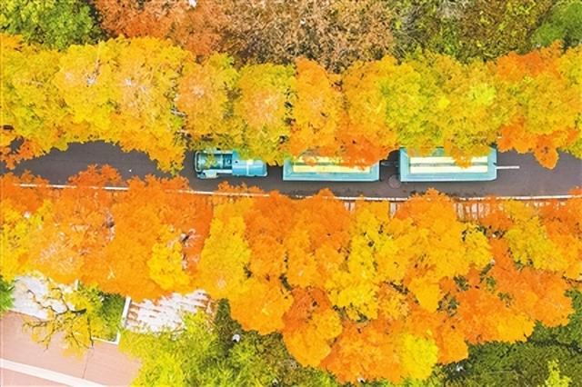 杉色醉人！青岛世博园水杉林迎来最佳观赏期