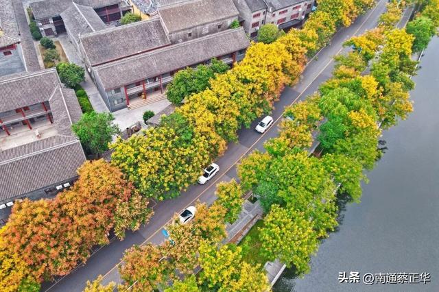 超美！南通的秋天，她来开启……