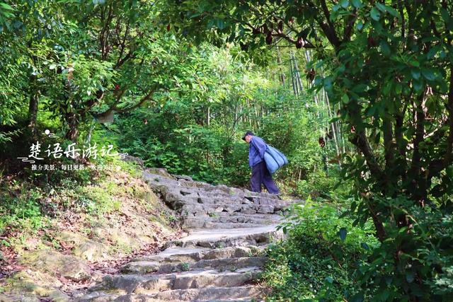 浙江宁波的登山步道，被人誉为宁波的满觉陇，丛林秘境真的太美了