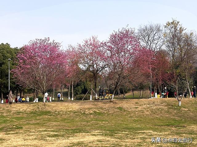 成都最大规模冬樱花开了，1000多株，惊艳壮观，免费，地铁直达！