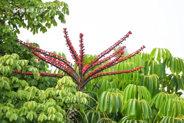 厦门秋季花海上新！红火焰、粉花海、黄金雨、橙灯笼……邂逅9月浪漫~