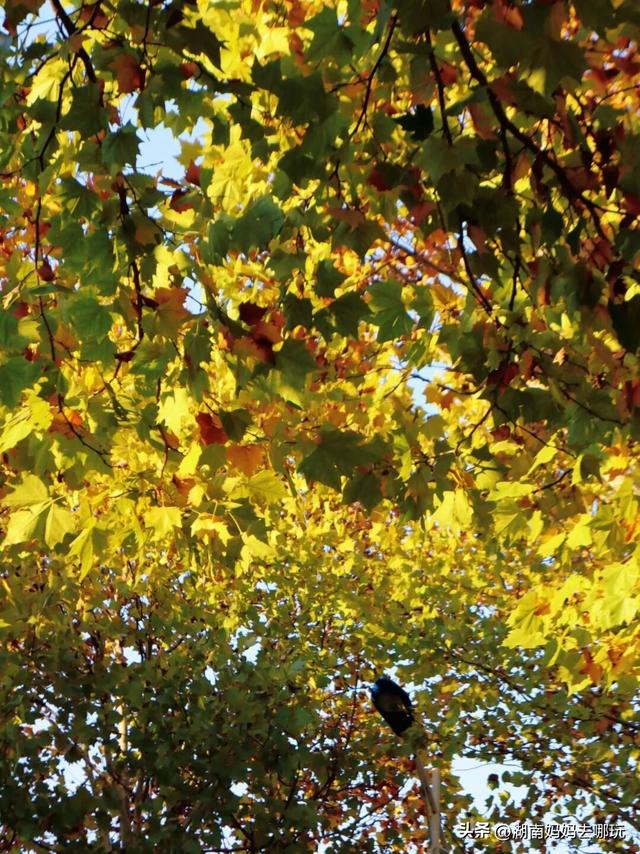 不用去南京，长沙也藏着 “梧桐秘境”！遛娃拍照美到窒息！