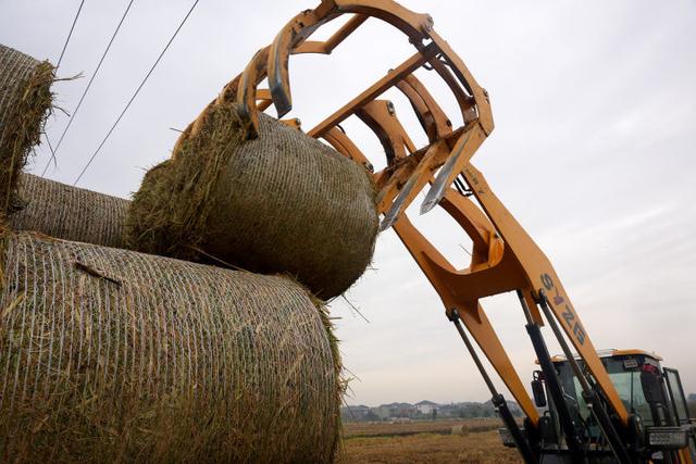 秋日的大杭州田间太“卷”了！胖乎乎的“瑞士卷”，一个一个又一个……
