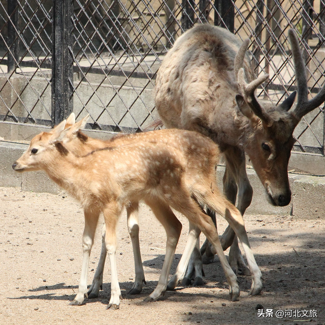 在保定，体验真实版“疯狂动物城”！