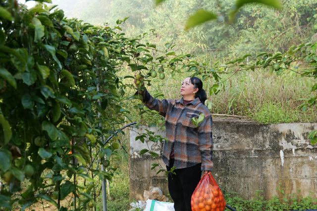 河口挖到“宝”！百香果采摘+童趣捞鱼，周末带娃嗨玩两条半！