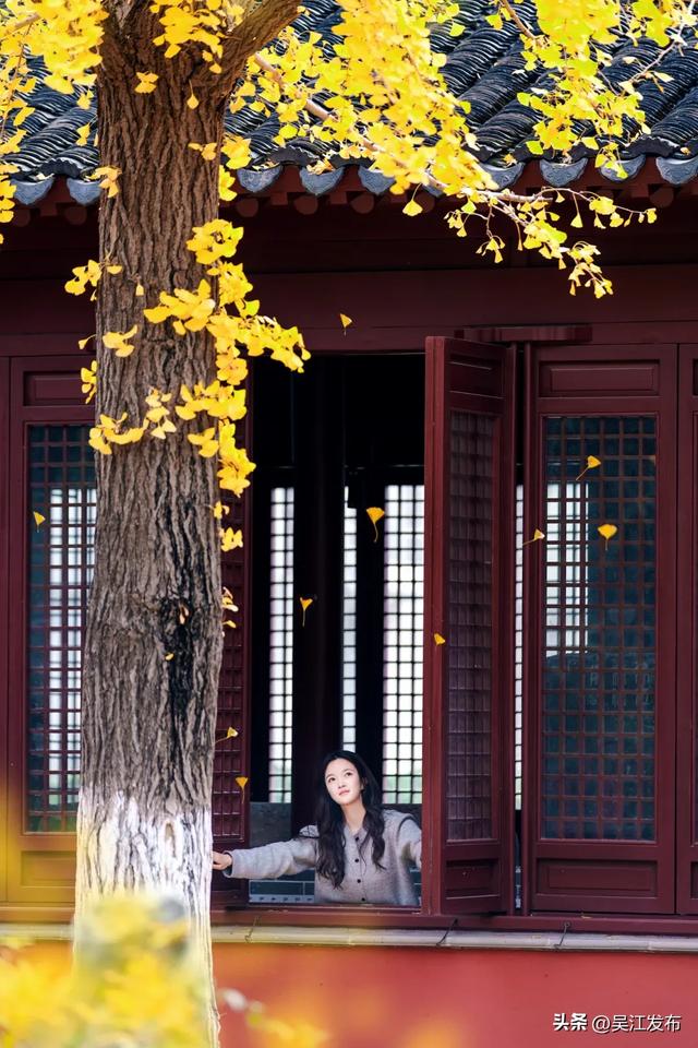 周末去打卡丨“杏”会!颜值高峰来了!