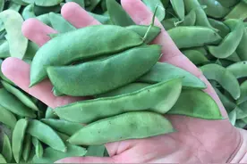 你有没有听说过洋扁豆这个玩意儿？图片