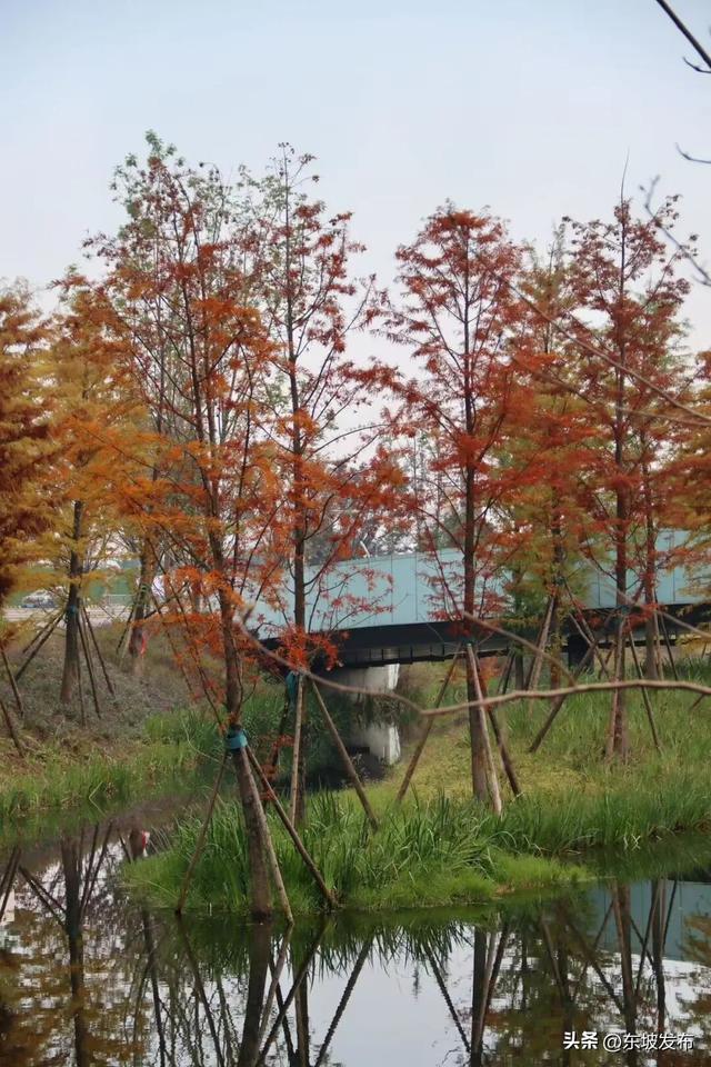 你好 东坡！| 太和公园：从生态绿洲到生活主场