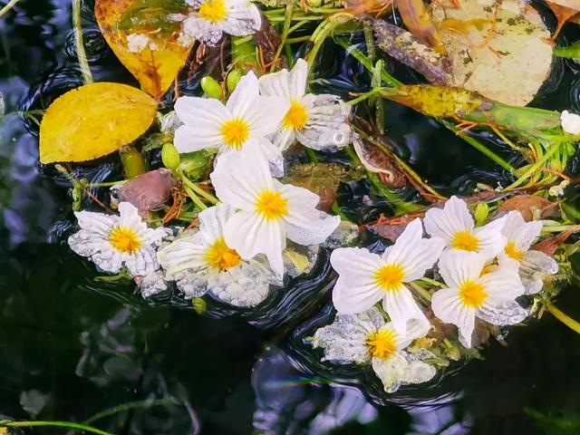 大理的冬天,竟藏着一片会开花的湖!