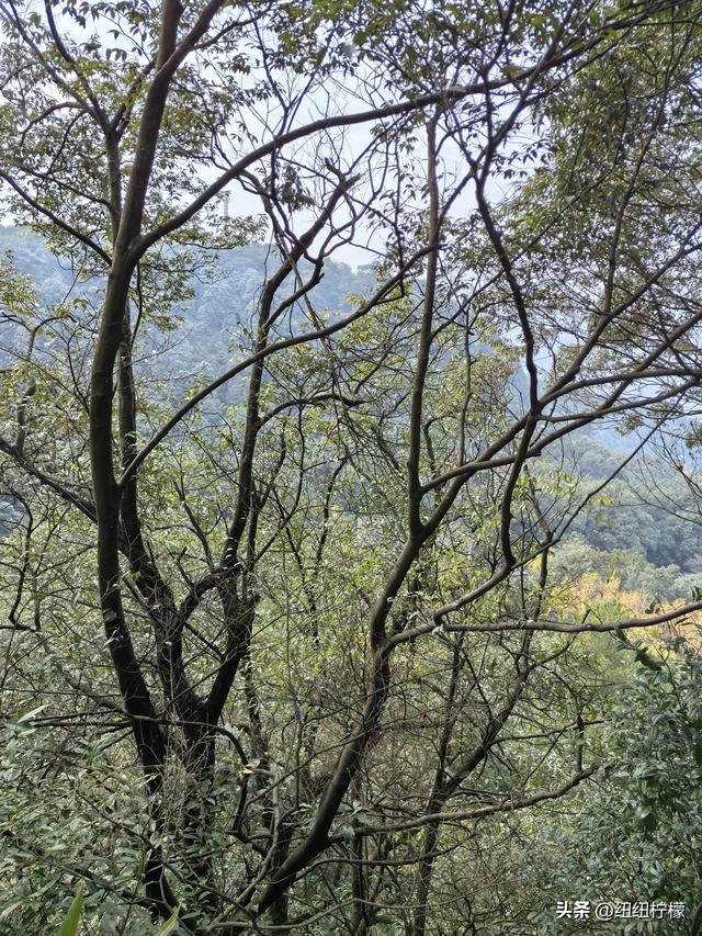 户外徒步之挑战缙云九峰，从健身梯道到狮子峰，走了四小时