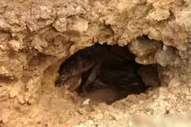 寒冷冬季多地“蛇出洞”，曾被误以为是“成精”，冬季蛇不冬眠？图片