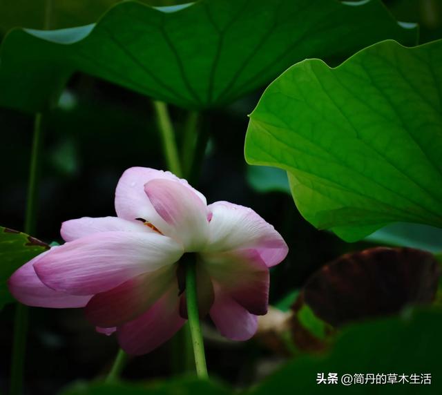 骑上我的小毛驴去遛弯