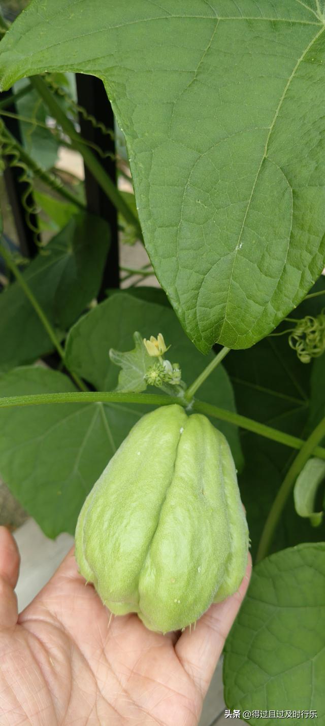 庐山游记-01来庐山，心悠然