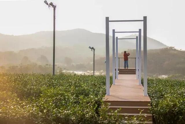 左手咖啡右手茶 茶园里“长”出咖啡店