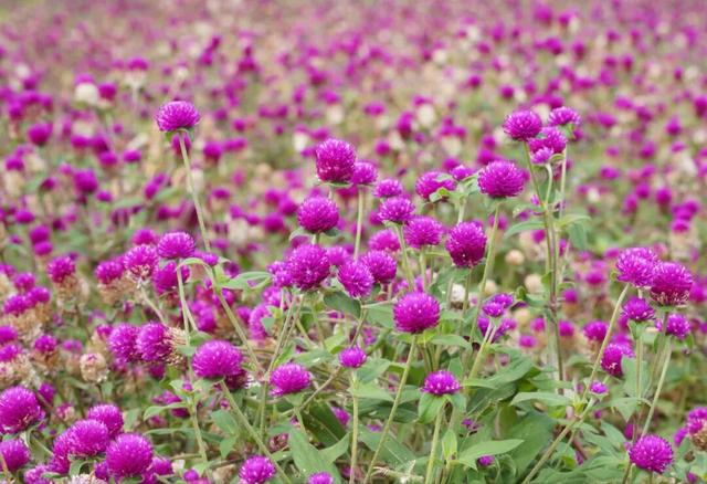 在多彩花海间，邂逅湛江的浪漫初冬！