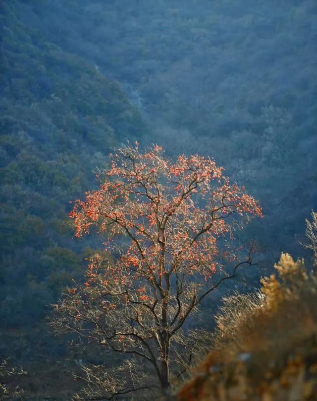 河南处处“柿”风景！