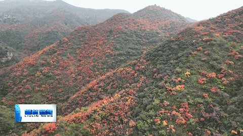 国营林场：漫山红叶绘就秋日生态画卷