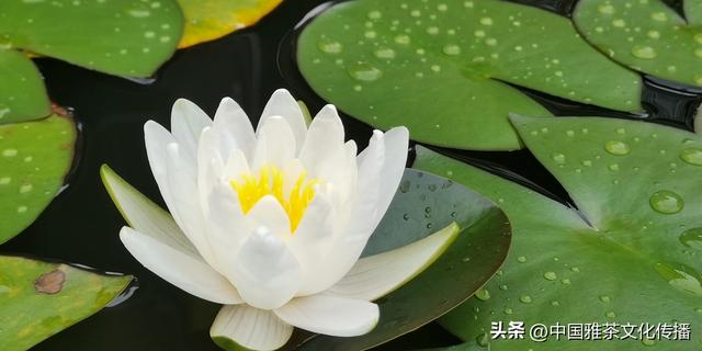 嘉州之美：山水文化的诗意华章