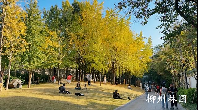 柳州市柳侯公园银杏大道迎来最佳观赏期