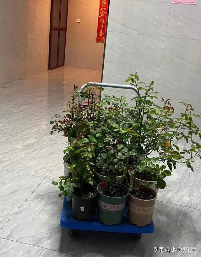 太心酸！湖南一小伙被裁员，无奈清理养在公司的花，一拖车没拉完