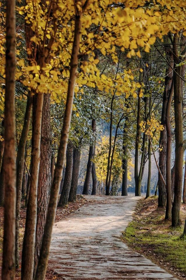 贵阳冬日最神秘的林场！绿野仙踪的尽头，竟藏着一个天空谜题。