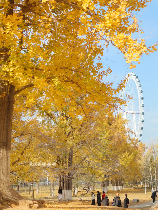 最适合拍银杏的地方！ 临沂十个0元打卡点，抓住今年最后的金色风暴！