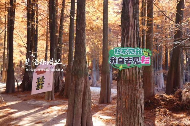 浙江绍兴的网红水库，因红杉胜境而出圈，具体怎么游请看详细攻略