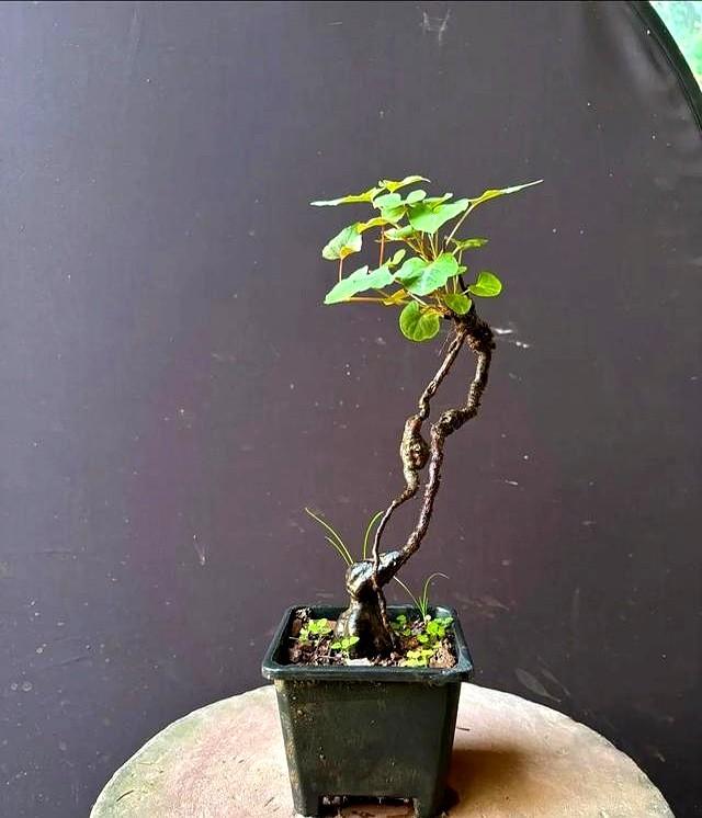 老中医都在养！好看又能入药的中药盆景，种几盆在家，养眼还实用