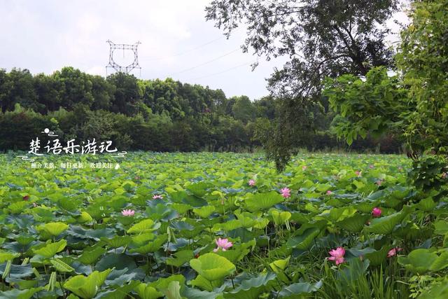 浙江宁波小浃江畔的乡村，百亩荷塘成为热门风景，被誉为田园牧歌
