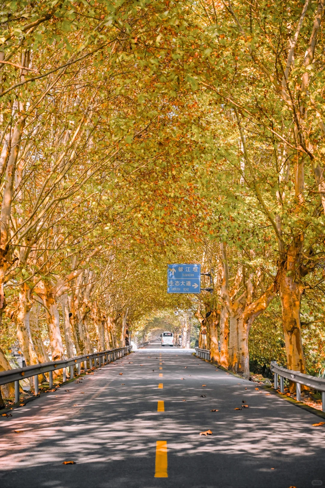 成都最美梧桐大道绵延20公里，地铁19号线直达，快去打卡！