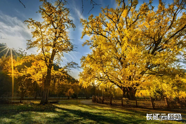 评分秋色：随州为啥被称为“杏”运城市？