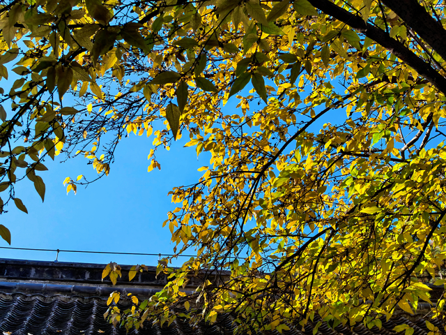 泰山王母池蜡梅初绽 花叶同枝尽显冬日诗意