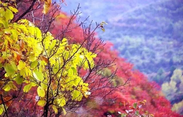 秋日限定丨云屏的秋 把浪漫染成了红色